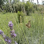 Poggio Delle Lavande Apartament Montelupone