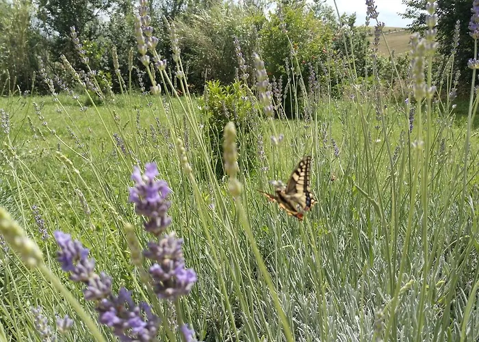 Poggio Delle Lavande Appartamento Montelupone