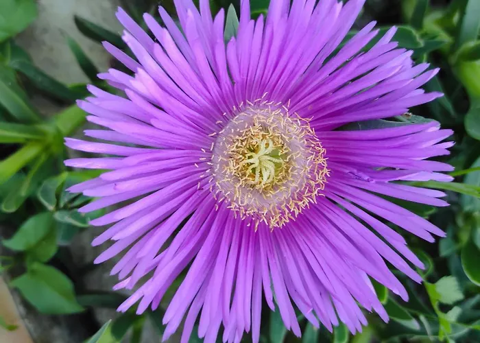 Poggio Delle Lavande Appartamento